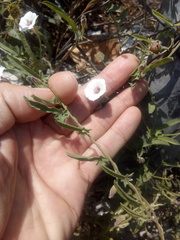 Convolvulus equitans