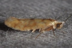 Argyresthia alternatella