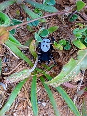 Adonea algarvensis