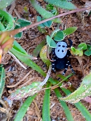 Adonea algarvensis