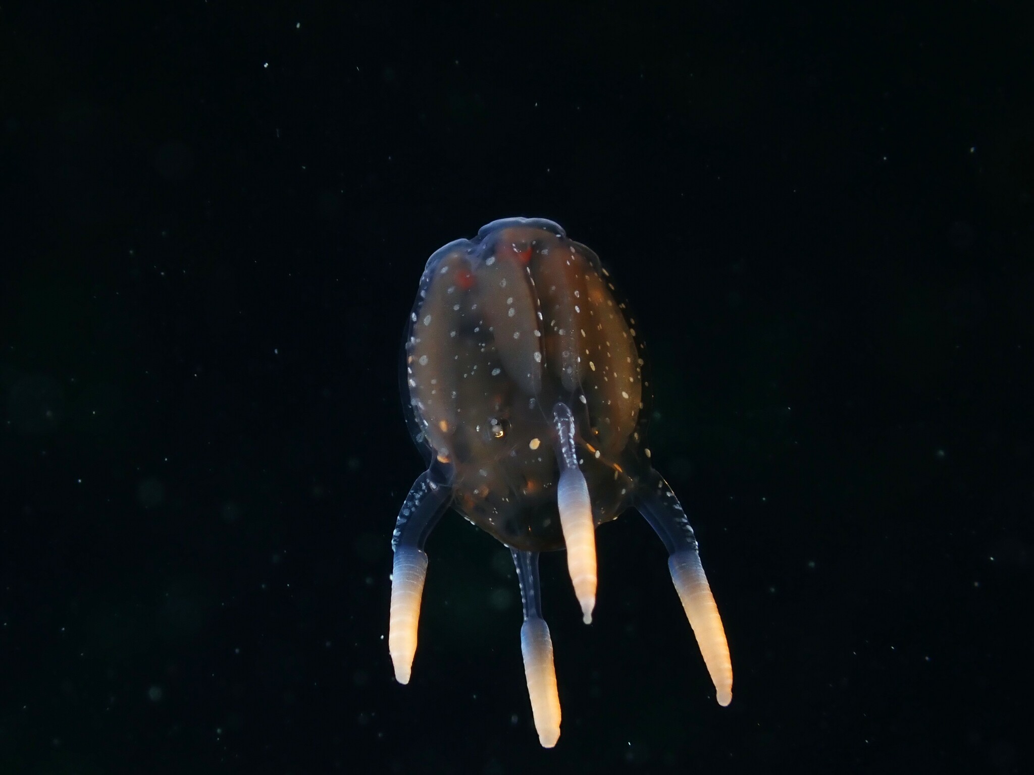 Copula sivickisi (Stiasny, 1926)