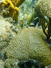 Pseudodiploria strigosa