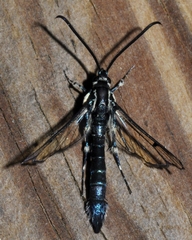 Synanthedon pictipes