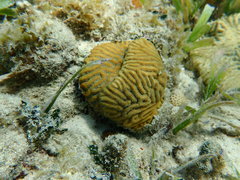 Pseudodiploria strigosa