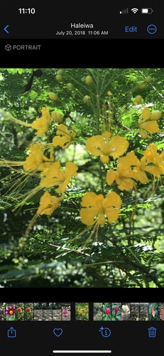 Caesalpinia pulcherrima observed 2018-07-20