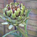 Artichoke - Photo (c) Anna, some rights reserved (CC BY)