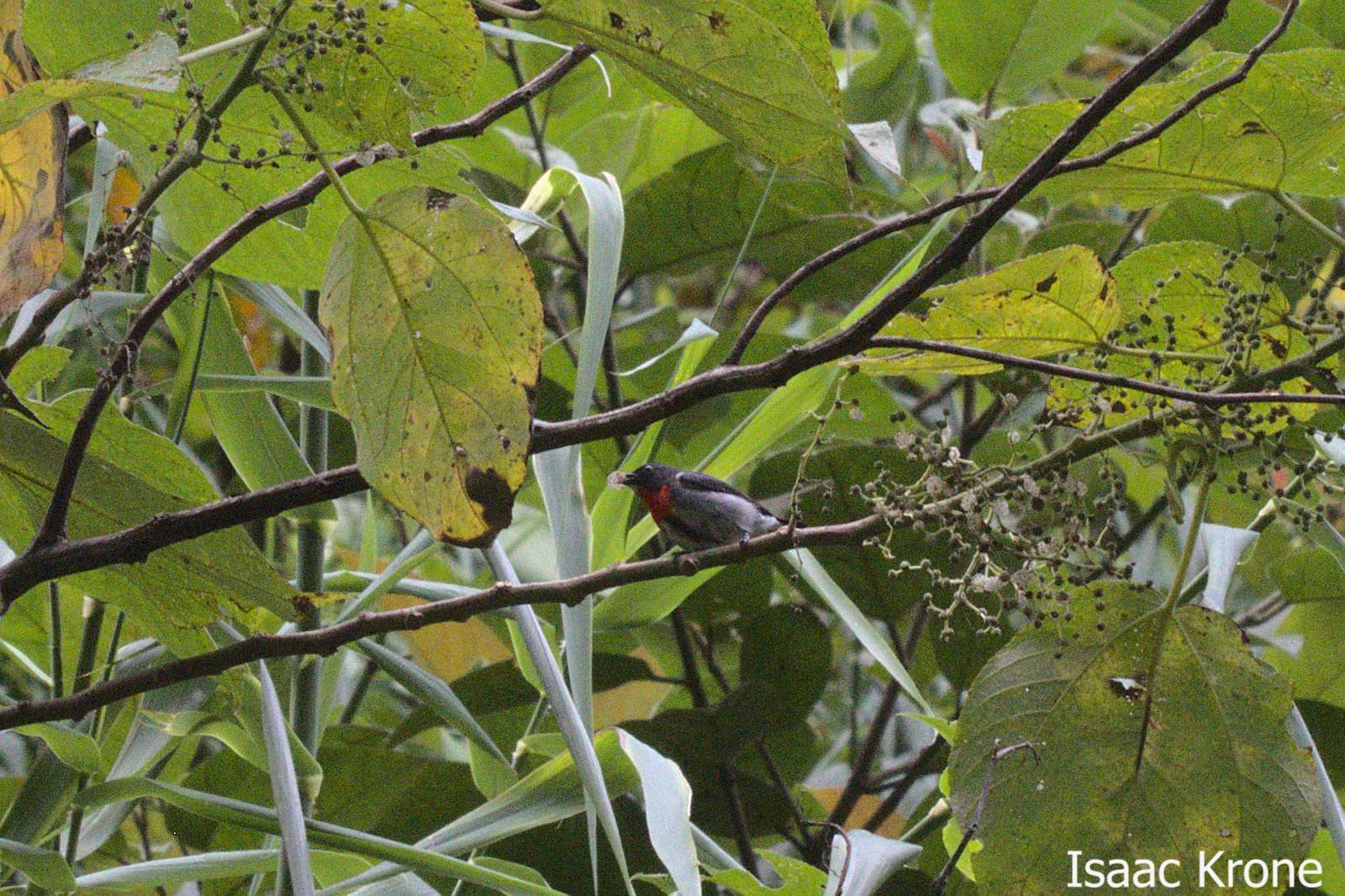 Grey-sided Flowerpecker (Dicaeum celebicum), photo 5