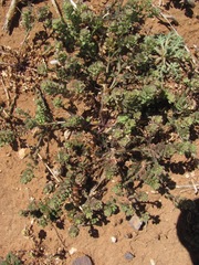 Lepidium oblongum