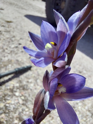 Image of Thelymitra aristata by (c) Brendan Costello, some rights reserved (CC BY)