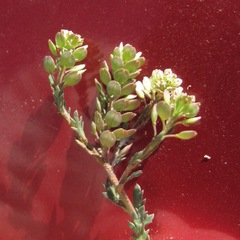 Lepidium oblongum