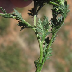 Lepidium oblongum