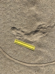 Dipodomys deserti