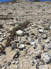 Haliotis cracherodii