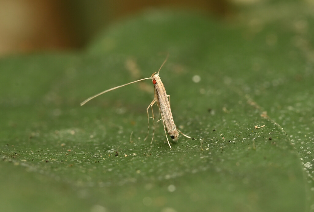 Melanocercops phractopa
