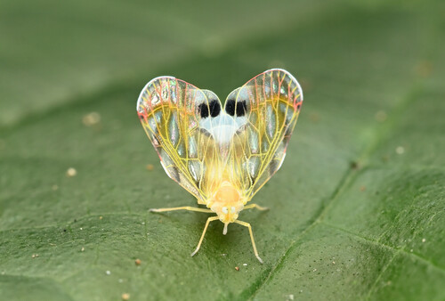 Rhotana maculata, 2023-12-11