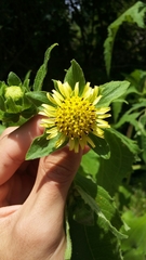 Smallanthus connatus