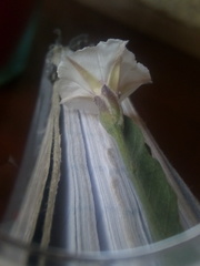 Convolvulus equitans