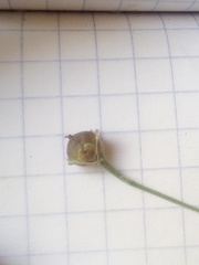 Convolvulus equitans