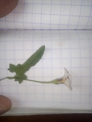 Convolvulus equitans