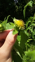 Smallanthus connatus