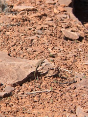 Uta stansburiana uniformis
