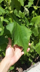 Smallanthus connatus