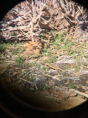 Uta stansburiana uniformis