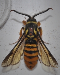 Paranthrene simulans