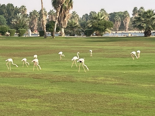 Greater Flamingo