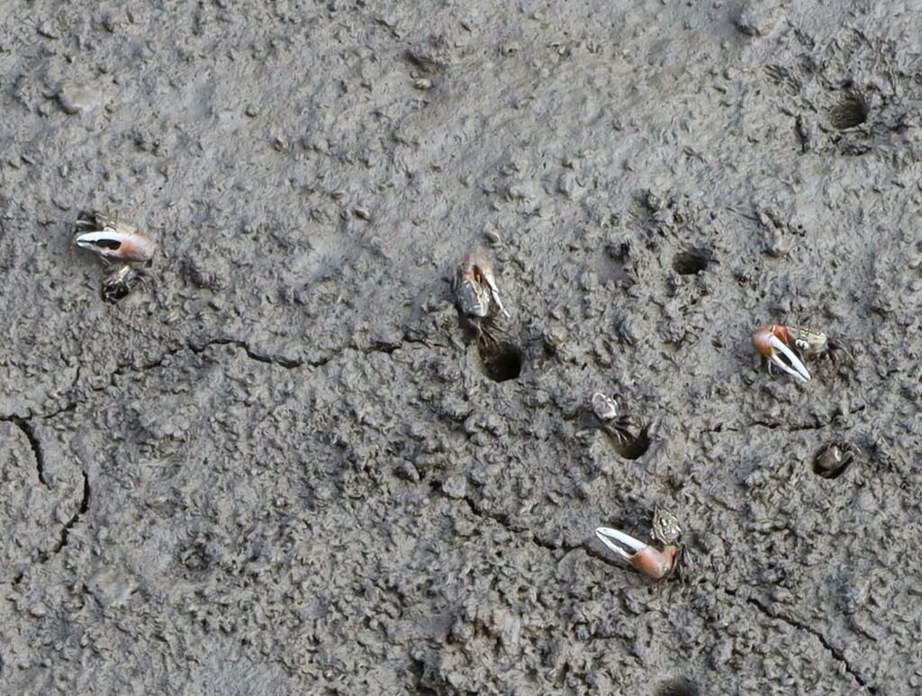 Asian Mangrove Fiddler Crab