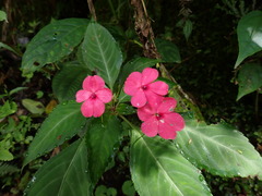 Impatiens walleriana image