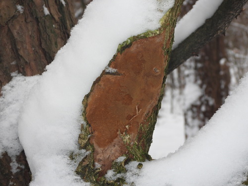 Taškuotoji kempinė