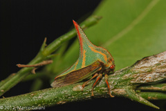 Umbonia