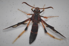 Podosesia aureocincta