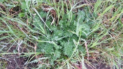 Acaena pinnatifida californica