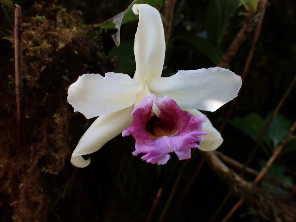 Sobralia blancoi