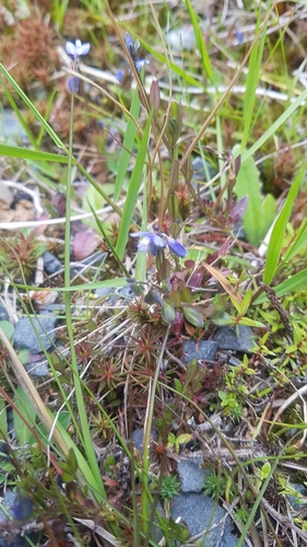 Image of Heath Milkwort by (c) Maureen Howard, some rights reserved (CC BY)