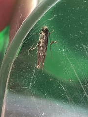 Oinophila v-flava