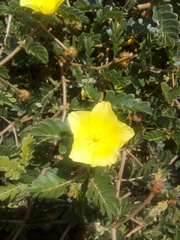 Tribulus cistoides