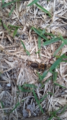 Colletes thoracicus