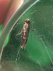 Oinophila v-flava