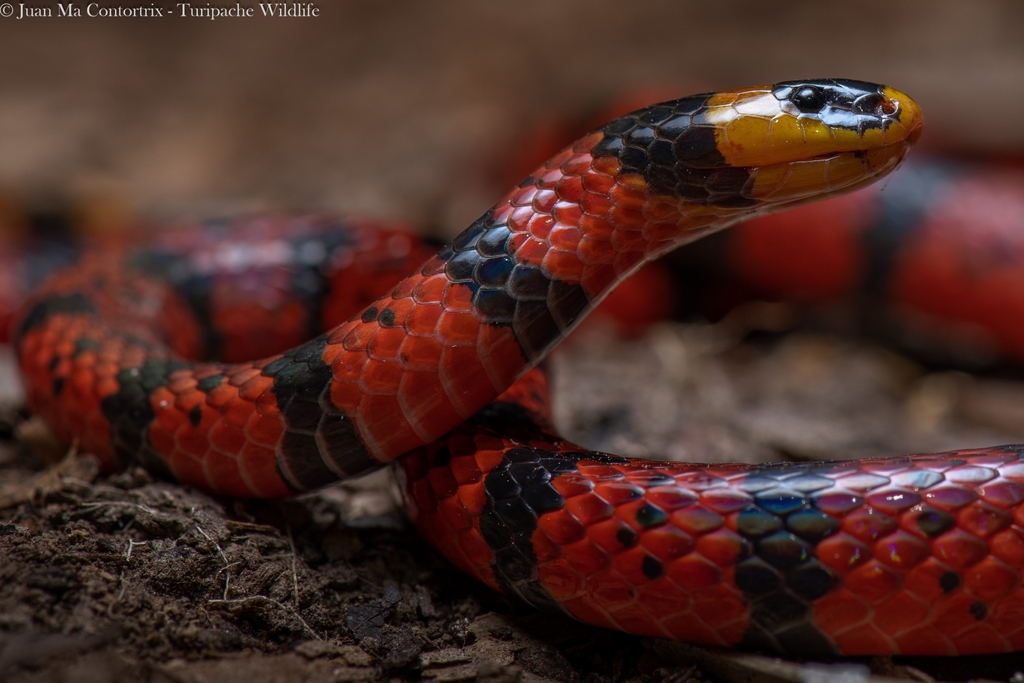 Micrurus diastema apiatus from 29933 Chis., México on June 11, 2023 at ...