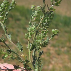 Lepidium oblongum