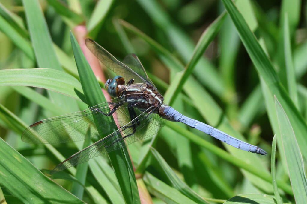Two-striped Skimmer