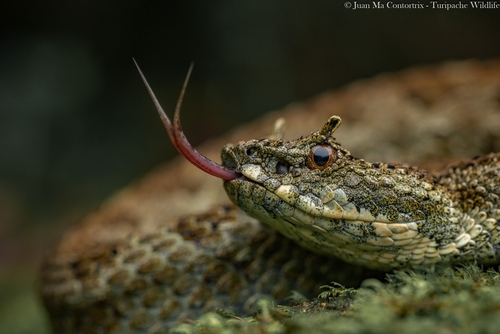 Emerald Horned Pitviper
