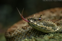 Emerald Horned Pitviper photo 5
