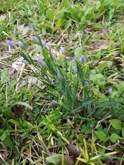 Sisyrinchium pruinosum