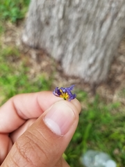 Sisyrinchium pruinosum