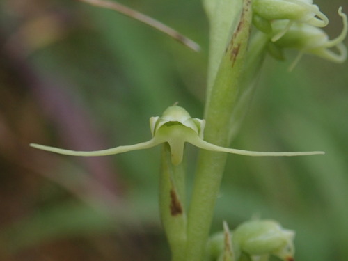Peristylus formosanus iNat (1)