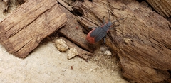 Jadera haematoloma
